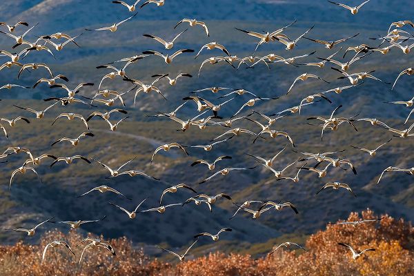 Jones, Adam 아티스트의 Snow geese flying Bosque del Apache National Wildlife Refuge-New Mexico작품입니다.